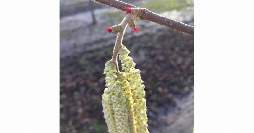 Fındık erken karanfil açtı Fındık erken karanfil açtı