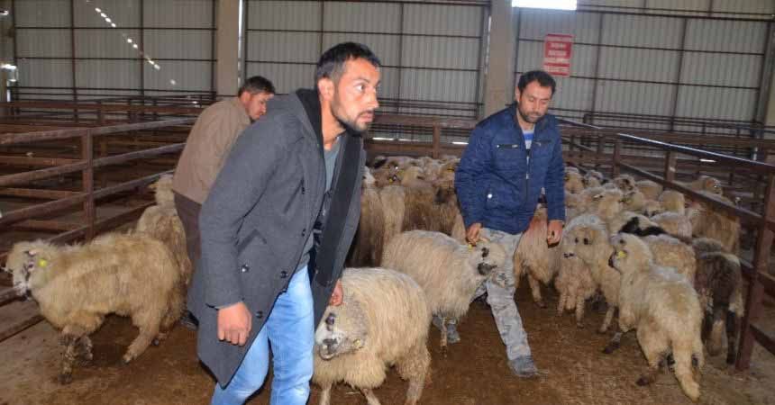 Köyüne geri dönene 300 koyun + maaş! Köyüne geri dönene 300 koyun + maaş!