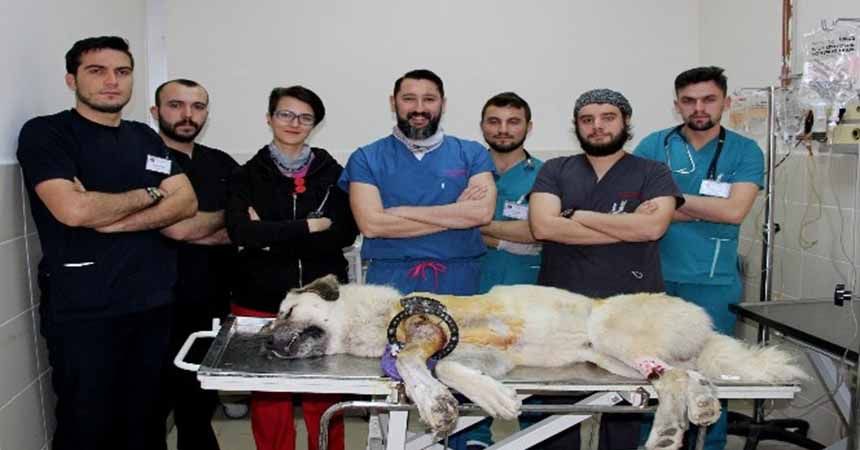 Kangalı 'OMÜ-Vetfix' ile kurtardılar