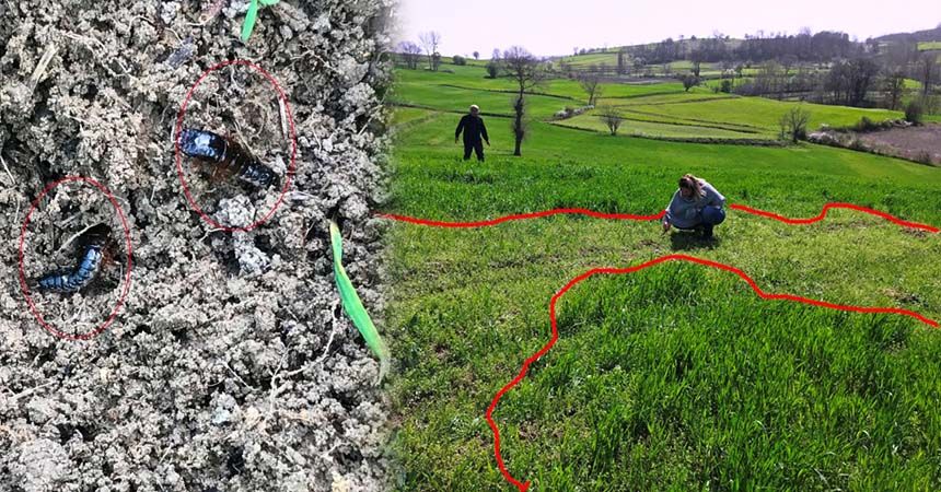 Çiftçilere 'Ekin Kambur Böceği' uyarısı Çiftçilere 'Ekin Kambur Böceği' uyarısı