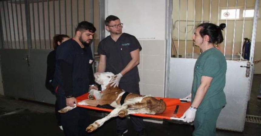 Buzağı kayıplarını böyle önlüyorlar