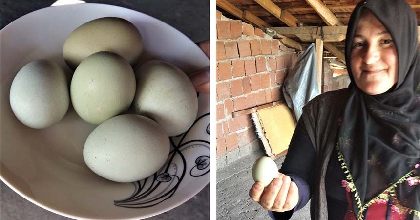 Kadın girişimci mavi yumurta üretecek