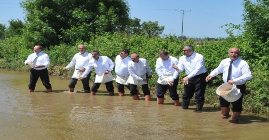 Çeltik tohumları suyla buluştu
