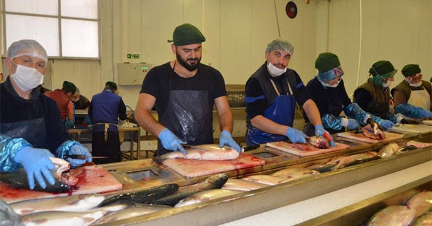 Uzakdoğunun somonu Karadeniz’den