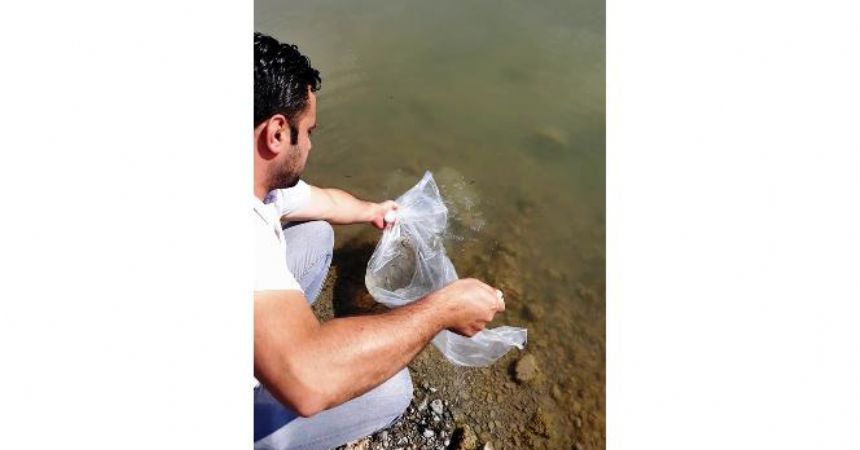 Binlerce sazan göllere bırakıldı