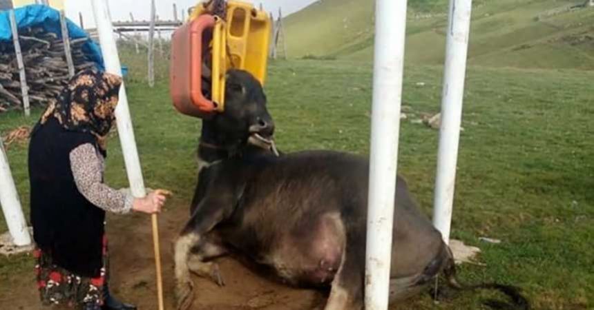 Mandanın salıncak merakı hayatına mal oldu