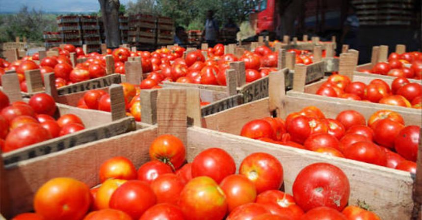 Bafra domatesi fiyatı düşürecek
