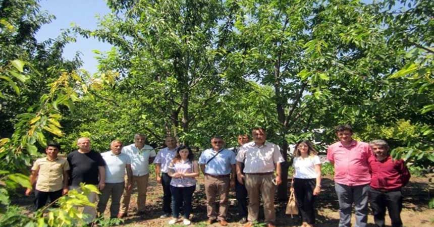 Kiraz üreticilerine ’Drosophila suzukii’ uyarısı Kiraz üreticilerine ’Drosophila suzukii’ uyarısı