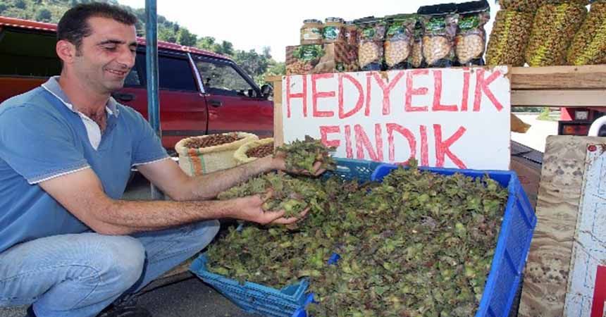 Yaş fındık pazara indi
