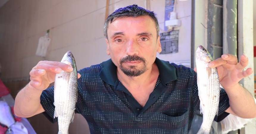 Kefal bolluğu balıkçıları sevindirdi Kefal bolluğu balıkçıları sevindirdi