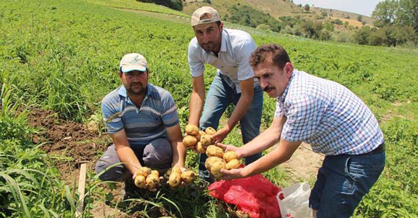Yazlık patates hasadı başladı