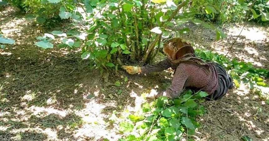 Fındık hasadı öncesi yabani ot ve dip temizliği