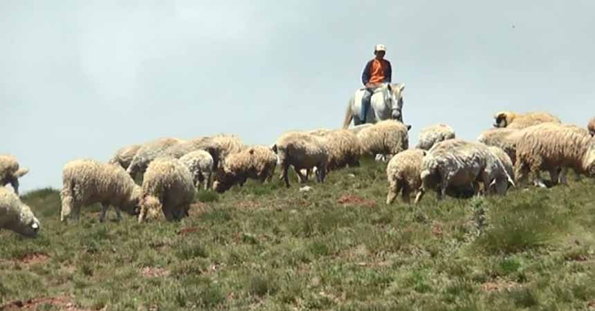 Çobanların umudu Kurban Bayramı
