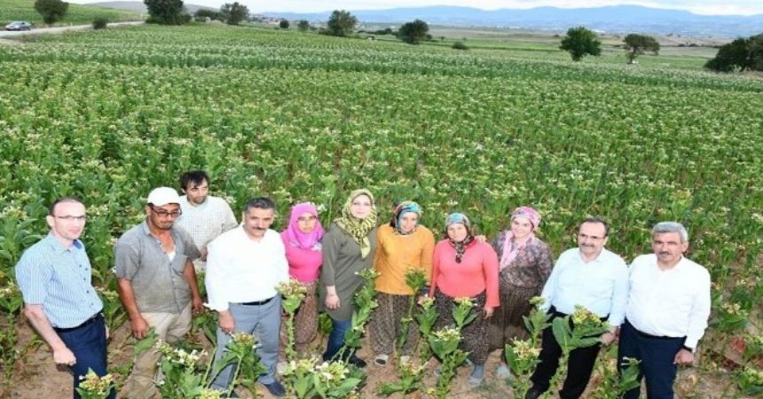 Vali ve Başkan tütün kırdı