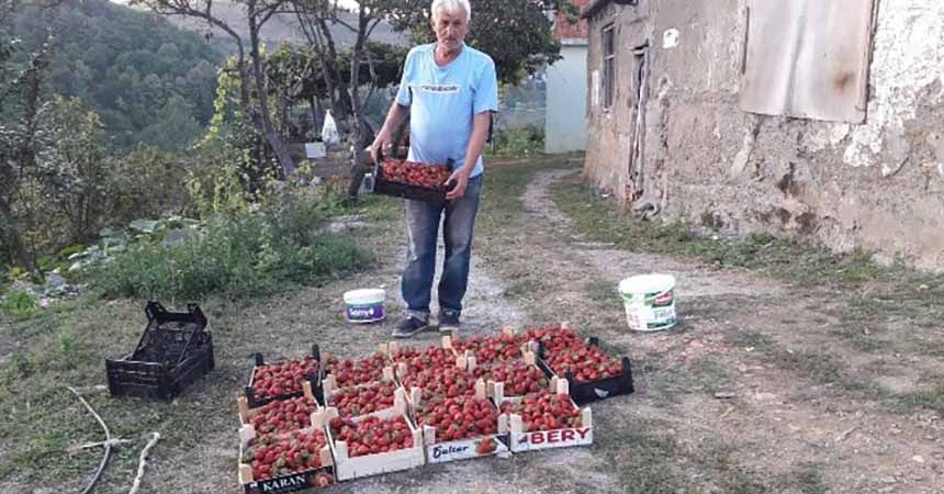 Belediye desteğiyle çilek üreticisi oldu