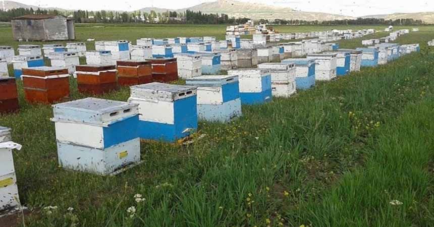 Samsun, bal üretiminde geçen seneyi yakaladı