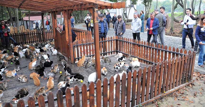 Sahipsiz sokak hayvanlarını ziyaret ettiler