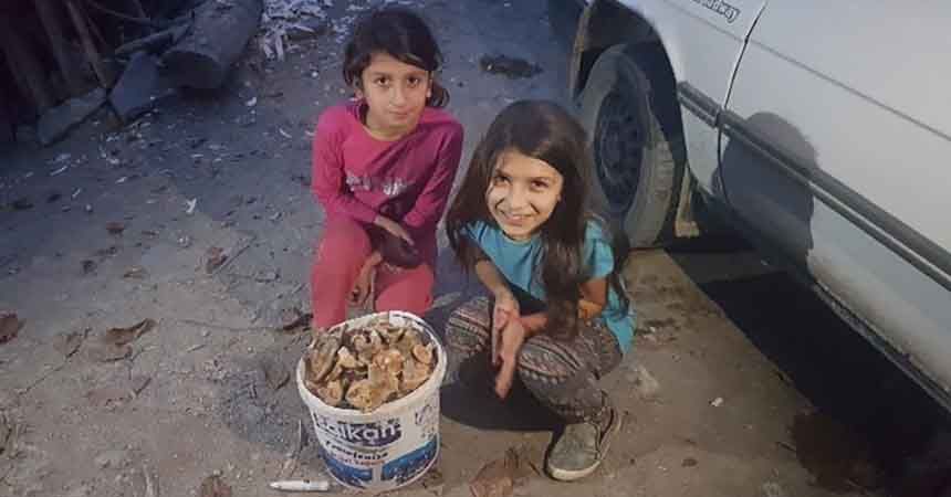 Yağmur yağdı kanlıca mantarı bollaştı
