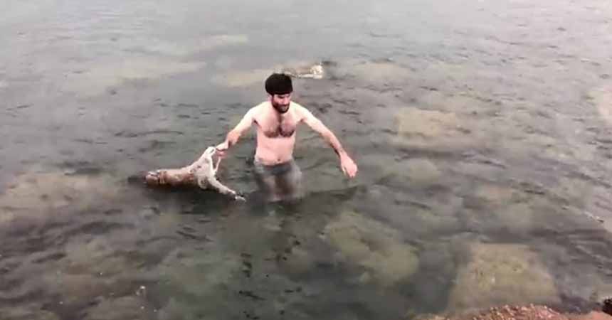 Oltaya balık değil martı vurdu