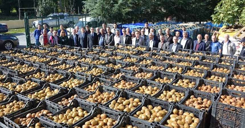 19 Mayıs'ta kivi hasadı başladı