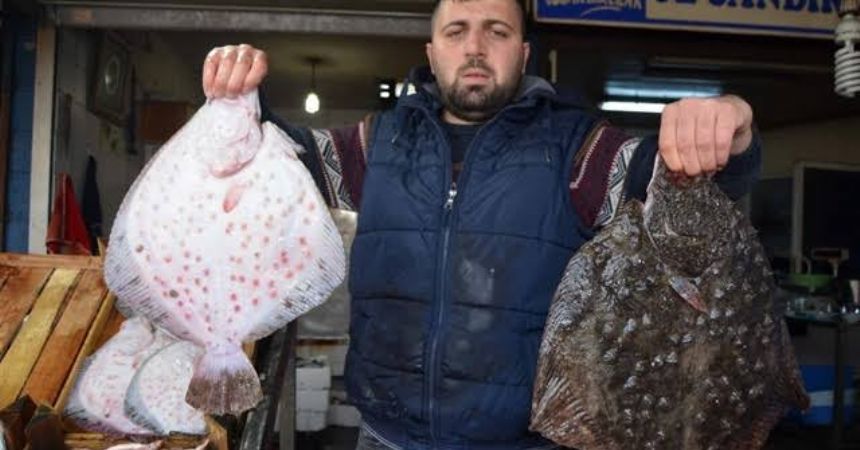 Palamut gitti kalkan geldi