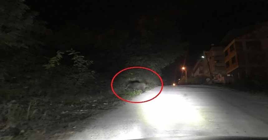 Yaban domuzları yaşam alanlarına indi