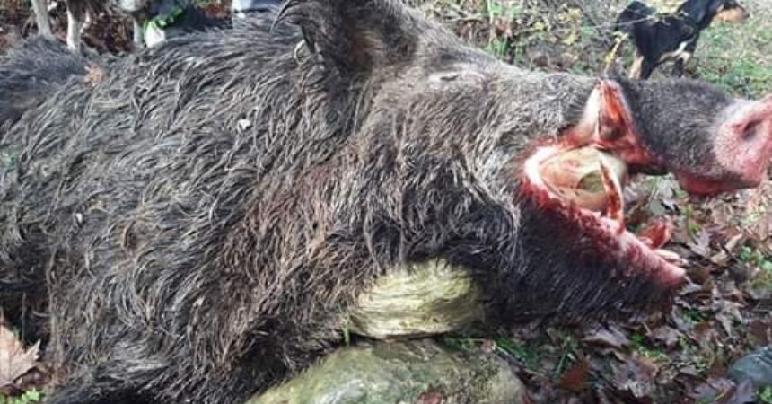 Sinop'ta 200 kiloluk domuz