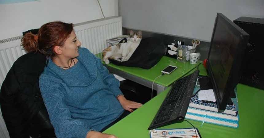 Kediler yerel gazetenin maskotu oldu