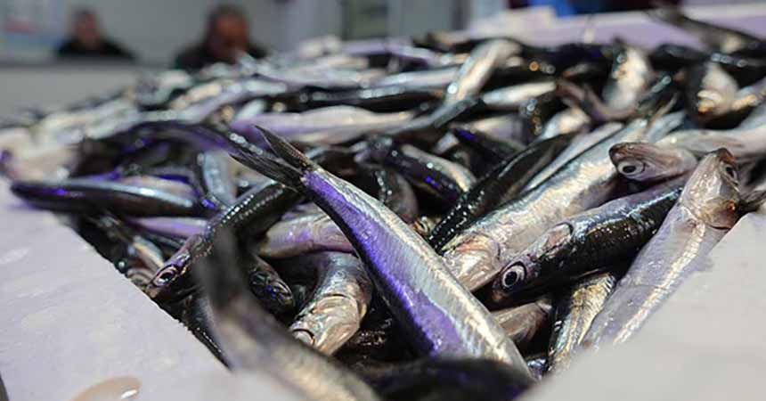 Hamsinin kilosu 30 liraya çıktı