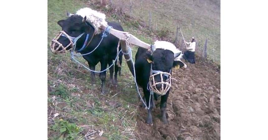 Ordu'da karasaban hala gözde