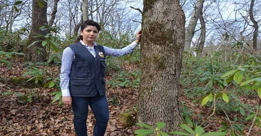 Ordu'nun ormanları kadın şeften soruluyor