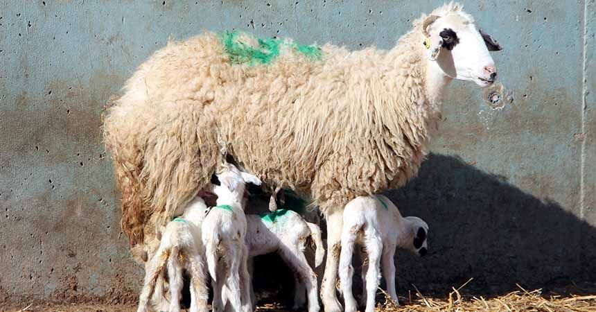 Amasya'da şaşırtan olay! Koyun altız doğurdu
