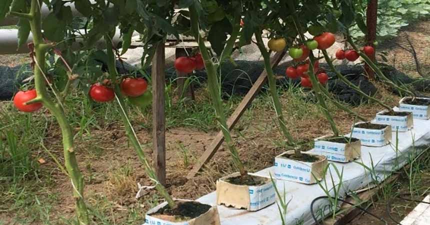 Topraksız tarımla domates üretti