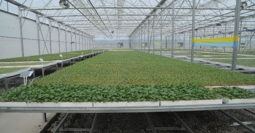 Türkiye'nin tüm fidelerine talip Türkiye'nin tüm fidelerine talip