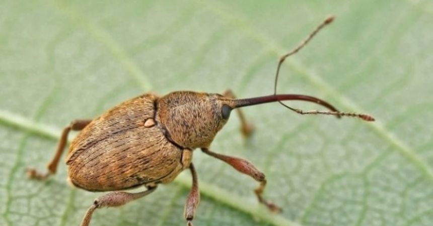 Fındığın  üç zararlıyla başı dertte