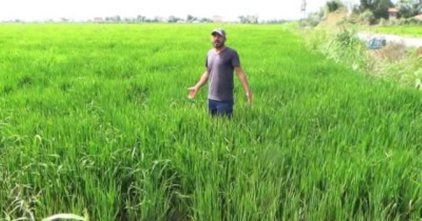 Samsun çeltikte Türkiye 2'ncisi Samsun çeltikte Türkiye 2'ncisi