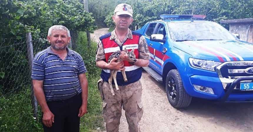 Jandarmadan ceylan yavrusuna şefkat