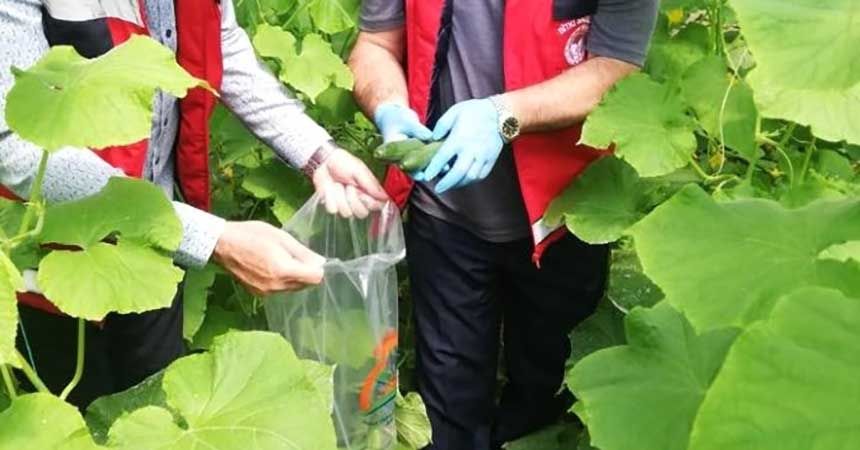 Hasat öncesi pestisit denetimi Hasat öncesi pestisit denetimi