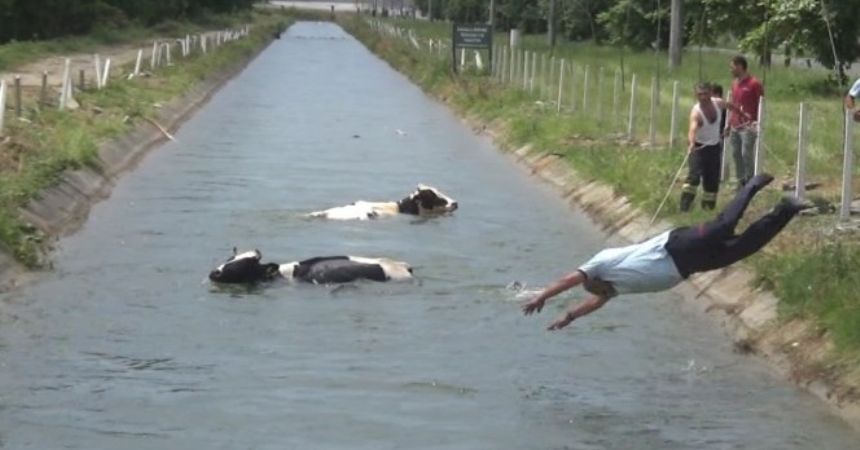 Hayvanlar kanala düştü Hayvanlar kanala düştü