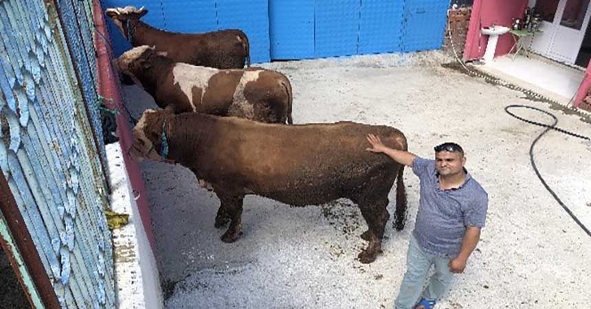 Araba fiyatına 3 tonluk boğa Araba fiyatına 3 tonluk boğa