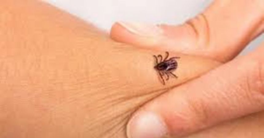 Yaz aylarında keneye dikkat Yaz aylarında keneye dikkat