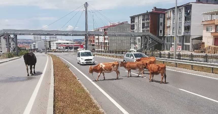 Başıboş hayvanlar tehlike saçıyor Başıboş hayvanlar tehlike saçıyor