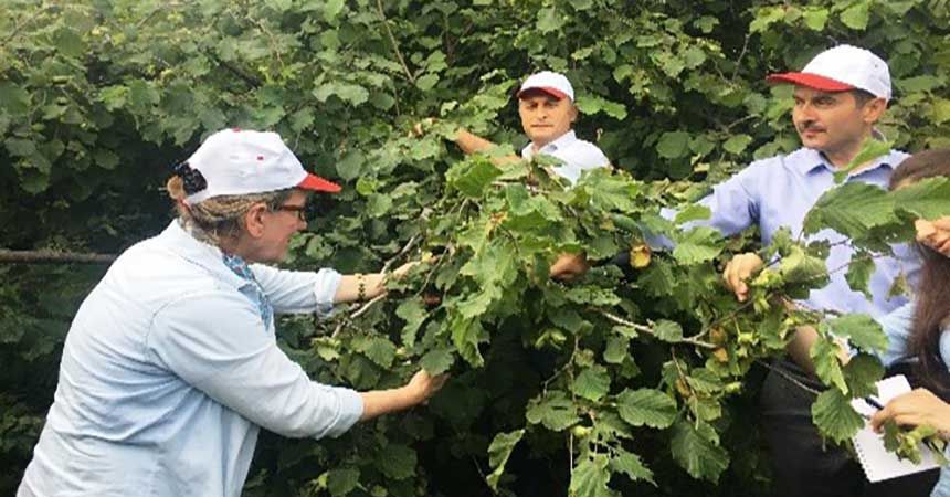 Fındık rekolte tahmini çalışmaları tamamlandı Fındık rekolte tahmini çalışmaları tamamlandı
