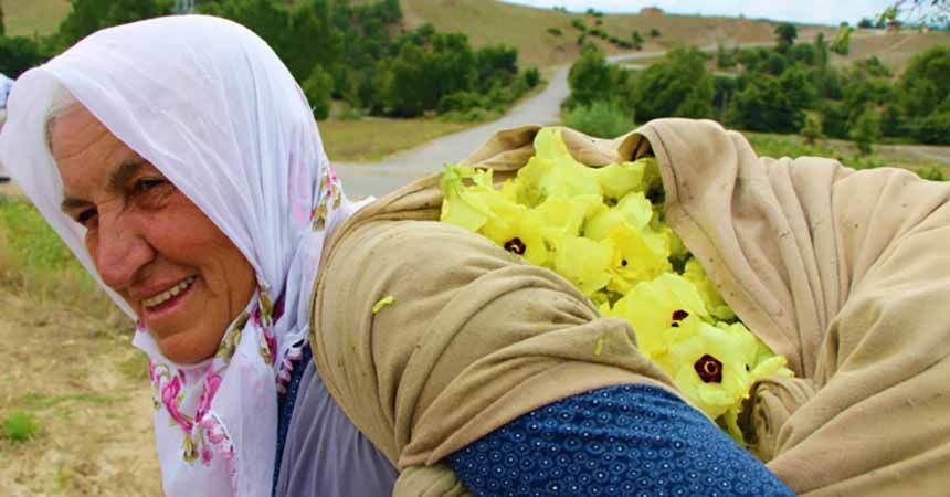 Amasya'nın tescilli 'çeyrek altını'