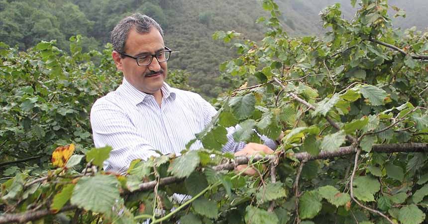 Giresun'da fındık hasadı törenle başladı