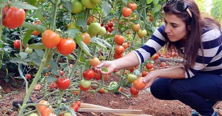 Tarımsal Yayım ve Danışmanlık Sınavı ne zaman? Tarımsal Yayım ve Danışmanlık Sınavı ne zaman?