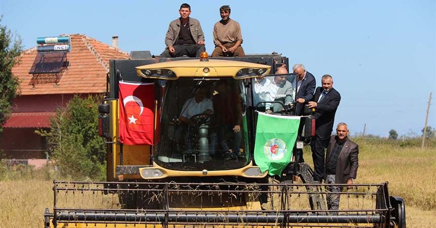 Bafra'ta çeltik hasadı başladı Bafra'ta çeltik hasadı başladı