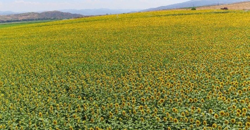 Ayçiçeğine 120 milyon TL Ayçiçeğine 120 milyon TL