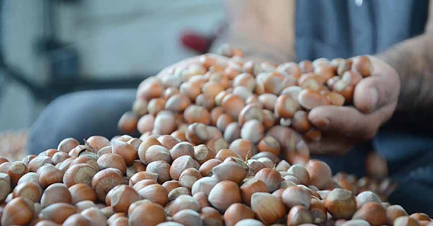 Kabuklu fındık 20 lira oldu Kabuklu fındık 20 lira oldu