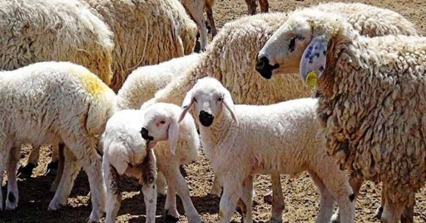 Ağız sütünün yeterli verilmemesi kuzuları öldürüyor Ağız sütünün yeterli verilmemesi kuzuları öldürüyor